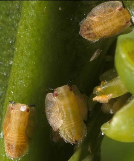Two parasitoids, Diaphorencyrtus aligarhensis and Tamarixia radiata of the pest have been imported in Florida and are being released in a classical biological control program.
