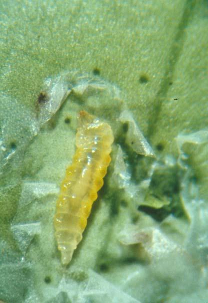 THE CITRUS LEAFMINER The citrus leafminer, Phyllocnistis citrella, (CLM) was found in late May 1993 in several citrus nurseries in Homestead, Florida, other parts of Dade County, and in Broward.