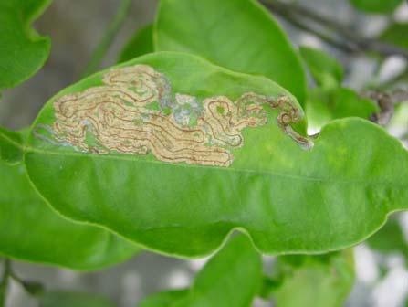 Pupation is within the mine in a special pupal cell at the leaf margin, under a slight curl of the leaf. Pupal development takes also one to 3 weeks.