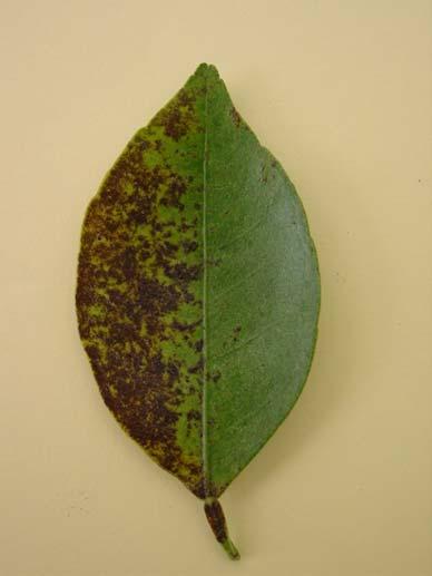 Citrus Rust Mites Citrus rust mite is found on all citrus cultivars throughout Florida. Citrus rust mite is mainly a pest problem on fruit grown for the fresh market.