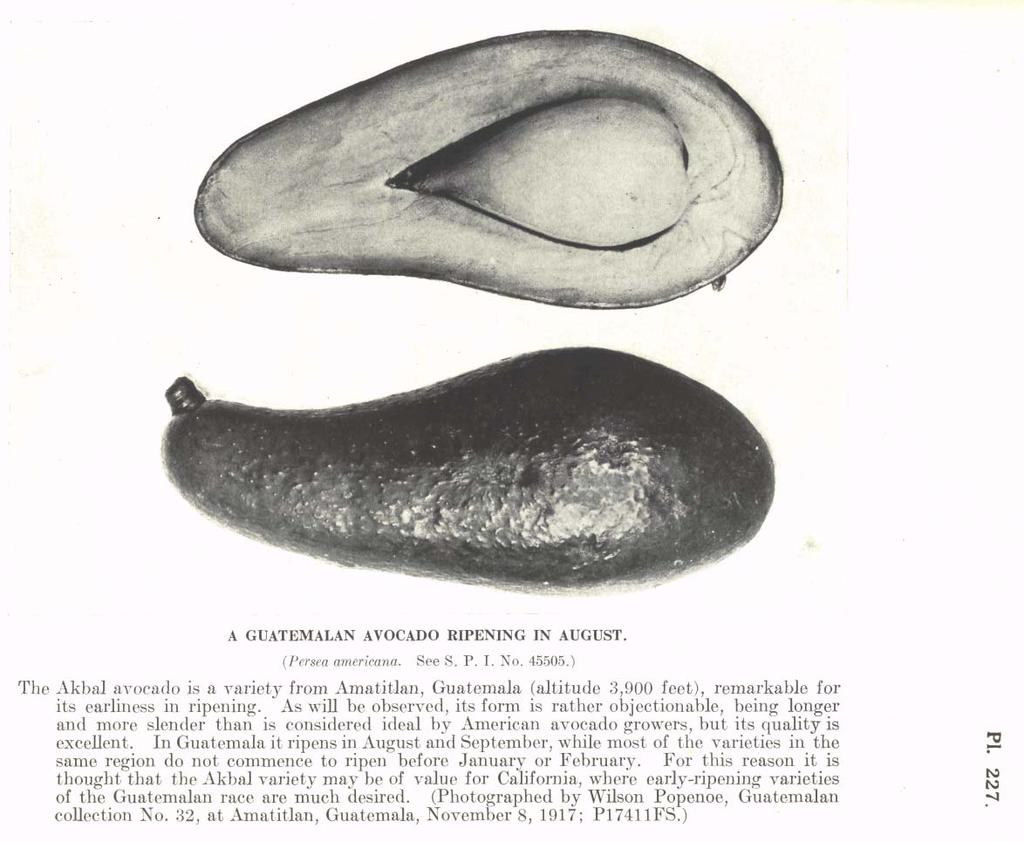 Plate 227 from Plant