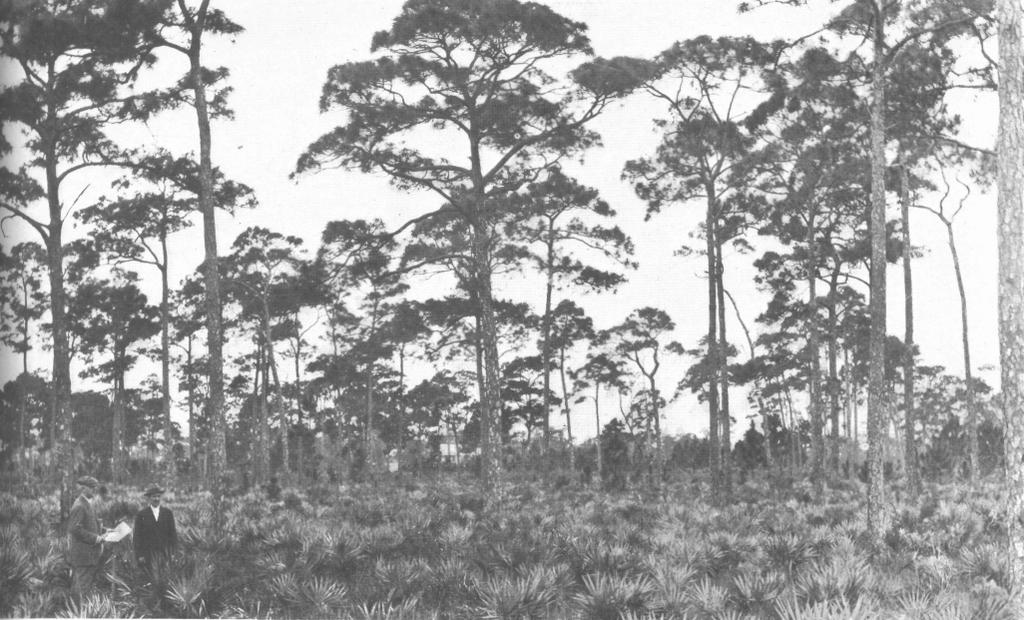 The site of the new Plant Introduction Field Station at Miami (Buena Vista), Florida before any improvements whatever had been made upon it.