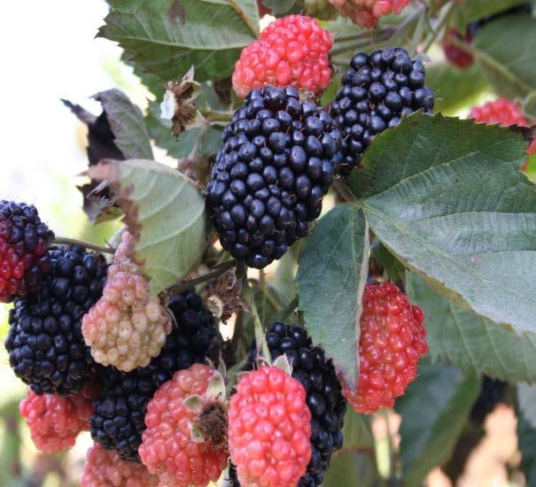 Second year s growth Shiny black blackberries - Superior postharvest