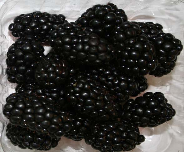 good flavor, high SSC, balanced acidity Dull black blackberries -Sweeter