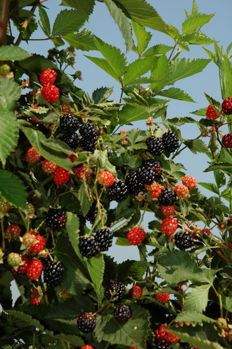 Ouachita Released in 2003 Berry size 6-7 g Flavor good and sub acid; 10% soluble solids Firm