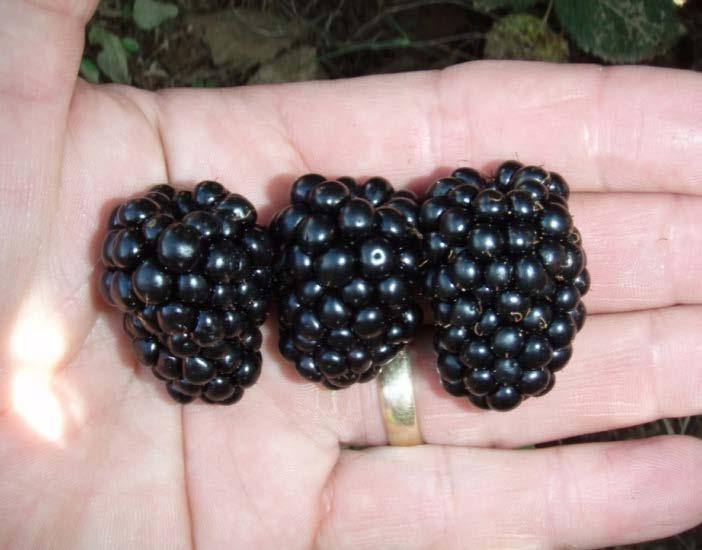 Prime-Ark 45 Berry weight 6-7 g (floricanes) Fruit much larger on