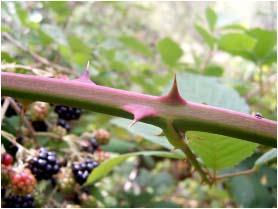 Blackberries- Thorny or Thornless?