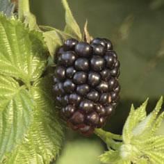 Blackberries- Summer or Fall Fruiting?