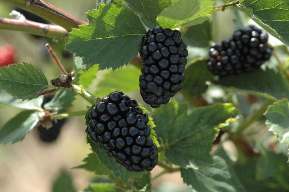 Arapaho season (early) High yields Overcropping potential Large berries (10g) Excellent shipping