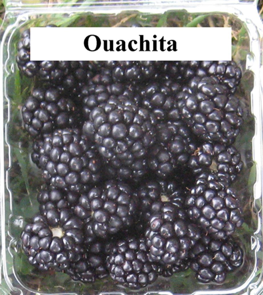 Ouachita Characteristics High yields 6-7 g Great flavor