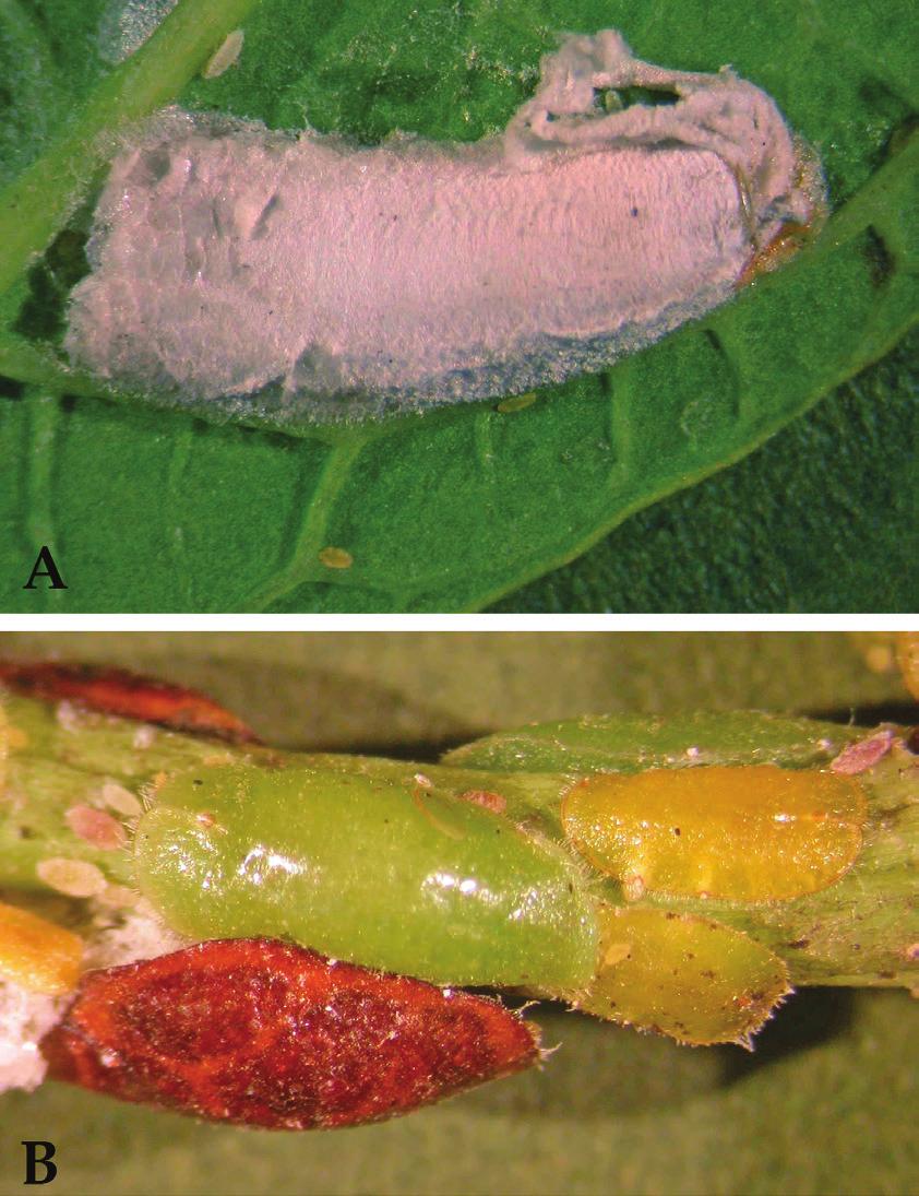 Figure 9. Gonodonta nutrix parasitized by a braconid wasp. Mites Figure 7.