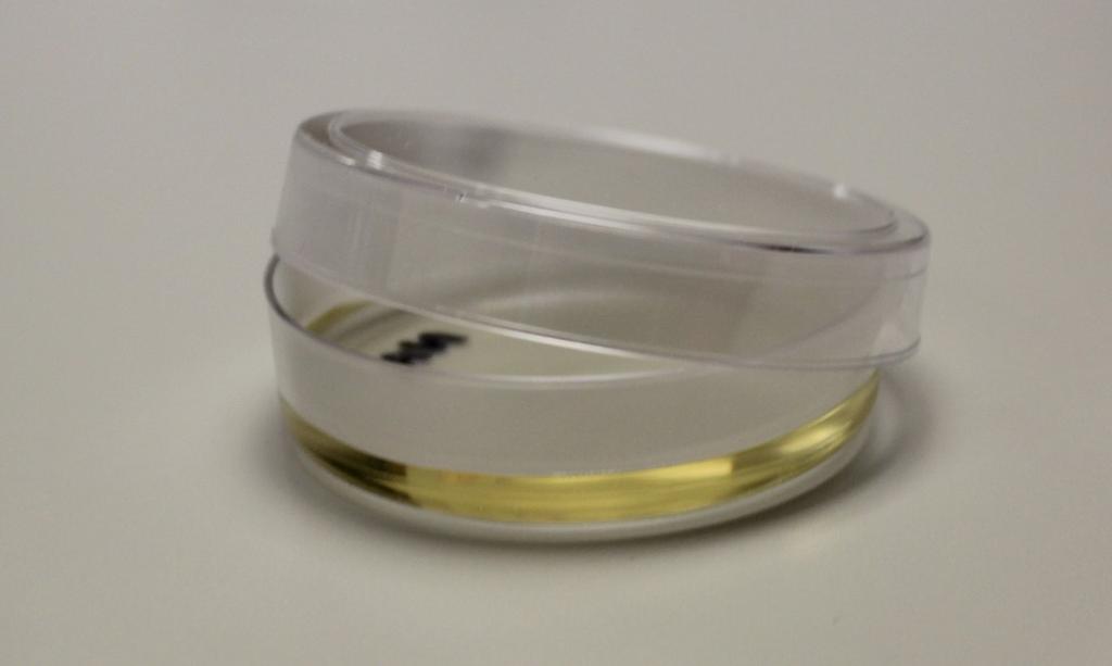 Figure 8. Poured plate. Lid of Petri dish gently tented over the cooling agar. 14.