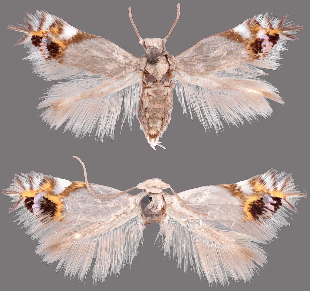 2) Moths have an overall shape that is similar to the outline depicted in Fig. 4. Note that moths caught on their side or back may have a different outline.