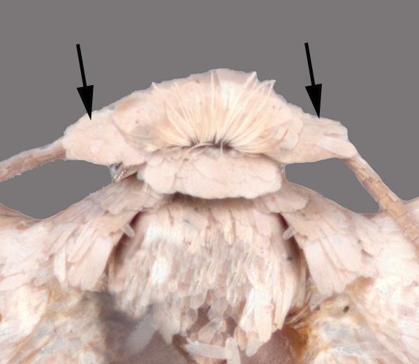 Only proceed to screening if expertise is available screening small moths is difficult and may need to be performed by a trained Lepidopterist. Fig. 6: Detail of L. malifoliella head.