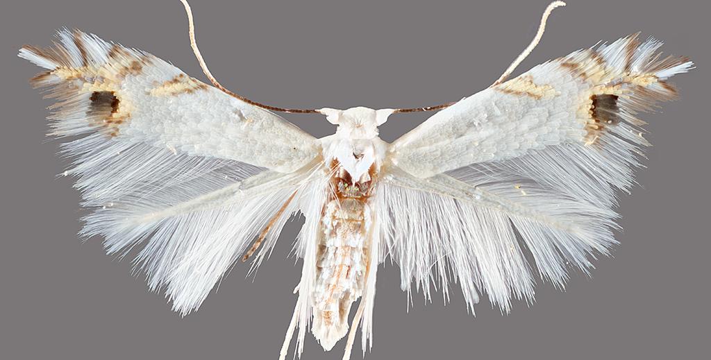 northeastern U.S. attracted primarily moths in other families.