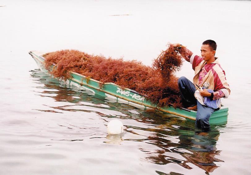 Seaweed Aquaculture