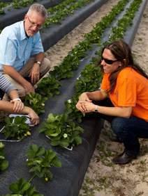 learning about Strawberries Florida farmers