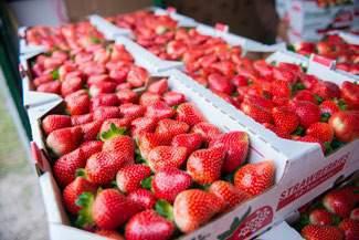 strawberries We re staying in Hillsborough