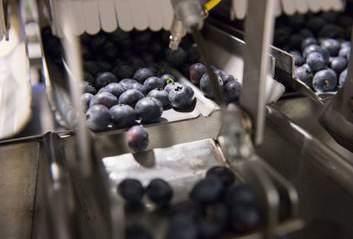 blueberries in the grocery store or you can pick them