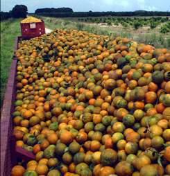 Juicing The orange originated in SOUTHEAST ASIA.