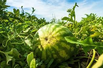 Here in Florida we grow winter watermelons. No other state can do this. Charlotte Have you heard of a seedless watermelon?