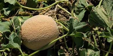 They are part of the muskmelon family which is why they have a sweet, fragrant flavor.