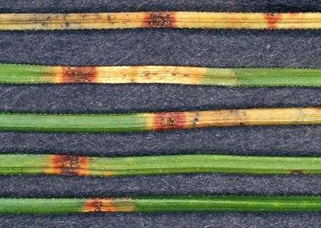 Fig. 2 Red bands and lesions on P. radiata caused by Dothistroma Fig. 3 Moderate to severe disease on the lower part of trees.
