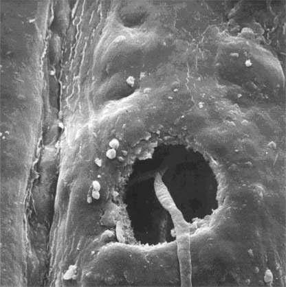 Further fungal growth occurs in the needle tissue if the needle surface is wet. Lateral spread of the fungus is limited to a few millimetres but a much larger lesion is formed.