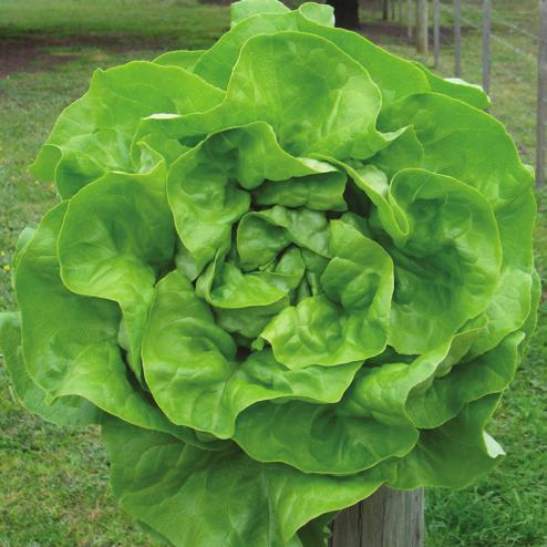 LOBELA Nr is a great choice for year-round production in hydroponics or in open field. It has resistance to Downy Mildew (BI), Currant Lettuce Aphid (Nr) and Lettuce Mosaic Virus (LMV).