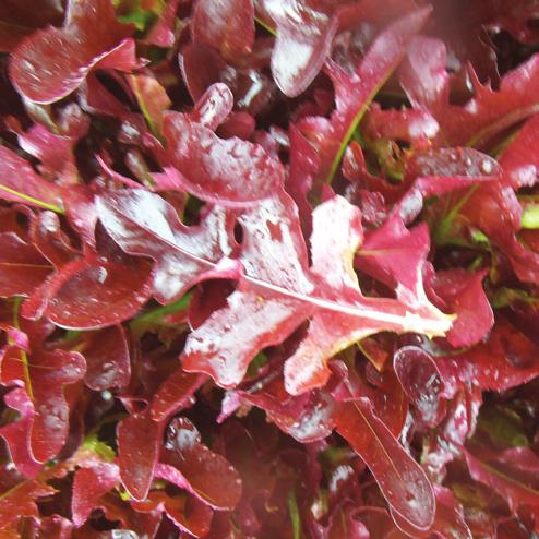 Rosalo High Resistance: Bl:1-32, Nr:0 ROSALO is a red Coral lettuce with good volume, heavy yields, and a fine leaf attachment making it perfect for babyleaf production.