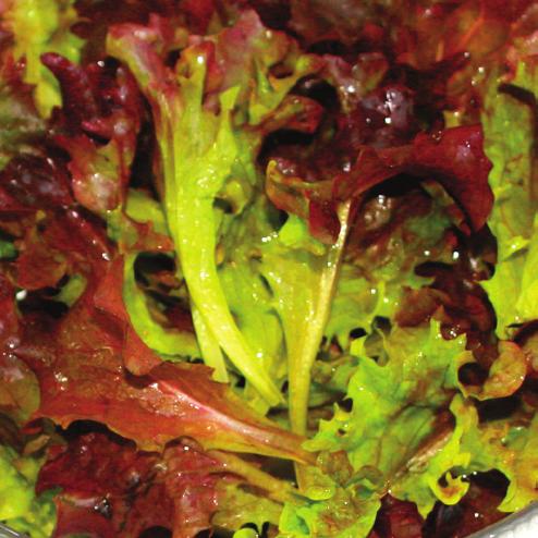 ROSALO has resistance to Downy Mildew (BI) and Currant Lettuce Aphid (Nr).