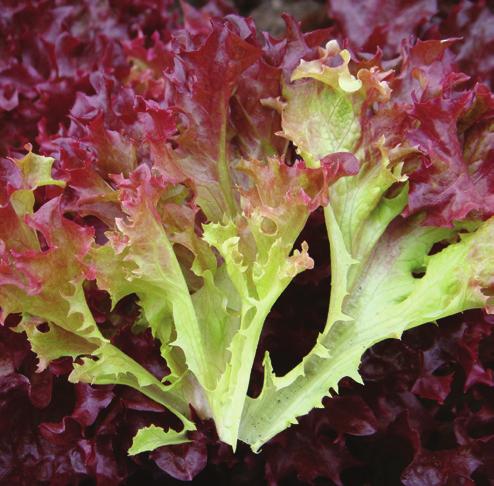 It has resistance to Downy Mildew (BI). Ezatrix Nr EZATRIX Nr is a dark green Oakleaf lettuce suitable for Eazyleaf.