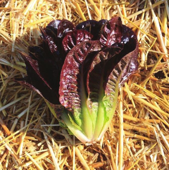 ALDEA has resistance to Downy Mildew (BI), Currant Lettuce Aphid (Nr), and good tolerance to tipburn in plantings to date.