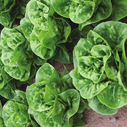 It has resistance to Downy Mildew (BI), Currant Lettuce Aphid (Nr), Lettuce Mosaic Virus (LMV) and Corky Root (Ss).