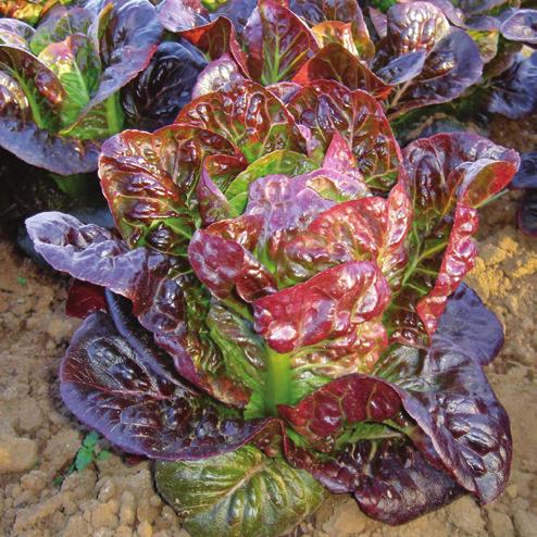 Joshua (Midi) JOSHUA is a larger midi (almost 3/4) Cos lettuce with 25-26cm upright frame. JOSHUA has a glossy, dark green leaf with medium blister and good uniformity.