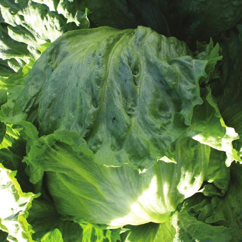 Icehouse 2 High Resistance: Bl:1-27,29,32 ICEHOUSE 2 is a large, sure-heading, cold tolerant lettuce suited for mid to late winter harvest. ICEHOUSE 2 keeps its size in full winter conditions.