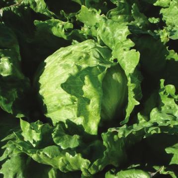 Igloo Nr High Resistance: Bl:1-27,29,32, Nr:0 Intermediate Resistance: LMV:1 IGLOO Nr is a very large-framed lettuce for late winter (Vic) and spring harvest.