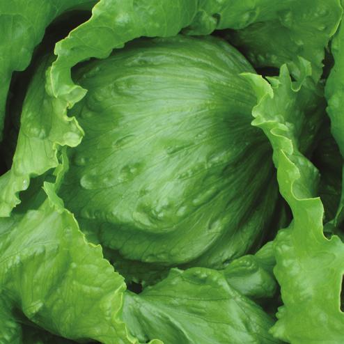 IGLOO has very good colour and resistance to Downy Mildew (BI), Currant Lettuce Aphid (Nr) and Lettuce Mosaic Virus (LMV).