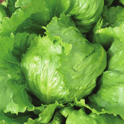 Has resistance to Downy Mildew (BI) and Currant Lettuce Aphid (Nr).