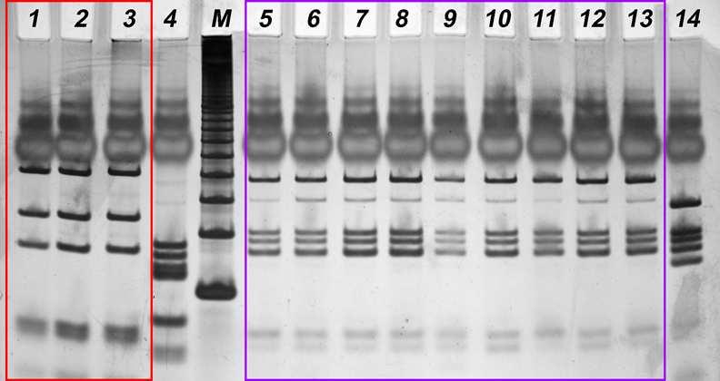 C. trifolii C. destructivum Slika 31. RFLP analiza 900 bp introna GS gena odabranih izolata.
