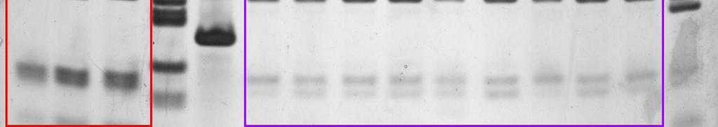 Umnoženi PCR proizvod ( 900 bp) tretiran je kombinacijom tri enzima (b): HindIII + HinfI + MspI (kolone: 1-izolat Coll-4, 2-referentni izolat C. trifolii (CBS 158.83), 3-referentni izolat C.