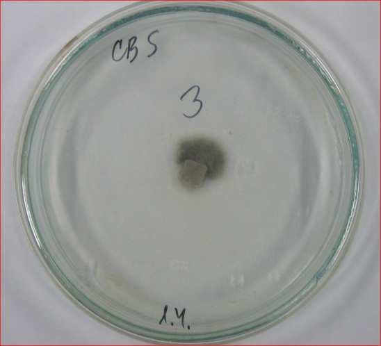 Slika 33. Colletotrichum trifolii: Izolat CBS 158.83 izgled hlorat rezistentnog sektora na MMC podlozi Slika 34.