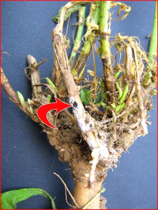 Slika 4. Simptomi antraknoze lucerke na kruni korena Uočeno je da infekcija krune može biti sa ili bez lezija na stabljici (slika 4).