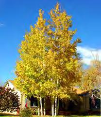 Aspen, Bigtooth Scientific Name: Populus Grandidentata Hardiness Zones: