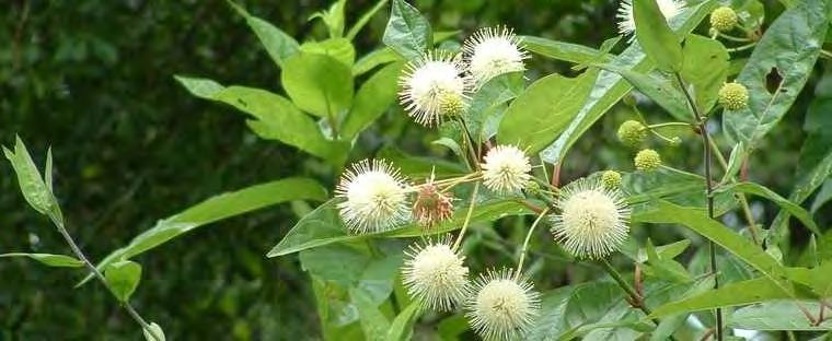 Buttonbush Scientific Name: Cephalanthus occidentalis Hardiness Zones:
