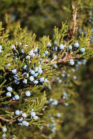 Cedar, Eastern Red Scientific Name: Juniperus virginiana Hardiness Zones: 2 to 9 Growth Rate: Moderate Site Requirements: full sun, drought tolerant Soil: does well in