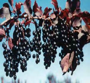 Cherry, Canada Red Scientific Name: Prunus virginiana 'Canada red' Other Names: Canada Red