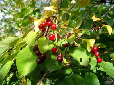 Cherry, Pin Scientific Name: Prunus pennsylvanica Hardiness Zones: 3