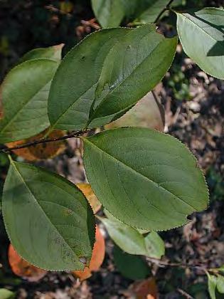 Chokeberry, Black Scientific Name: Aronia melanocarpa Other Names: Aronia berry Hardiness Zones: 3 to 8 Growth