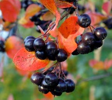 blackish purple, blueberry-sized fruits usually do not persist into winter Comments: technically edible, fruit is